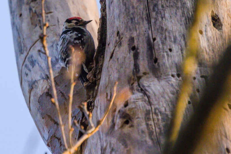 Pic épeichette mâle